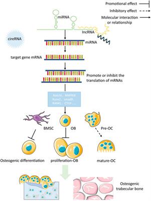 Comprehensive analysis of epigenetics mechanisms in osteoporosis